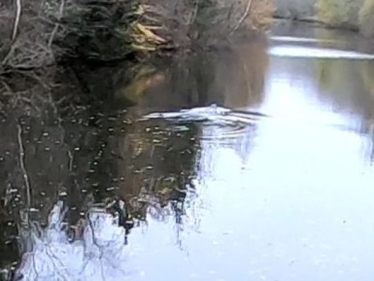 Breitenburger Moorkanal-2