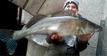 Alsterfleet (Hamburg)