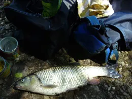 Rhein (Hohentengen am Hochrhein)-2