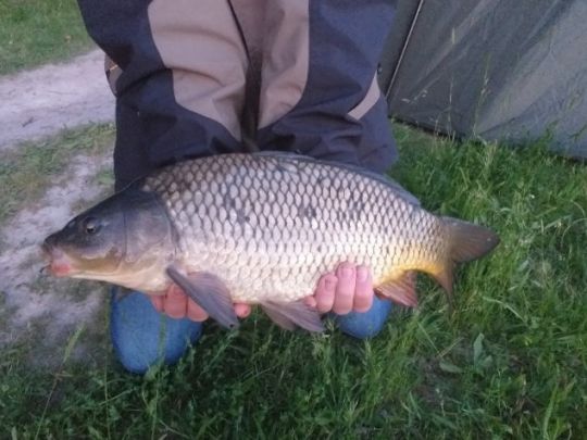 Fischweiher Offenbach/Queich-1