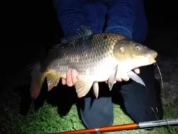 Fischweiher Offenbach/Queich-2