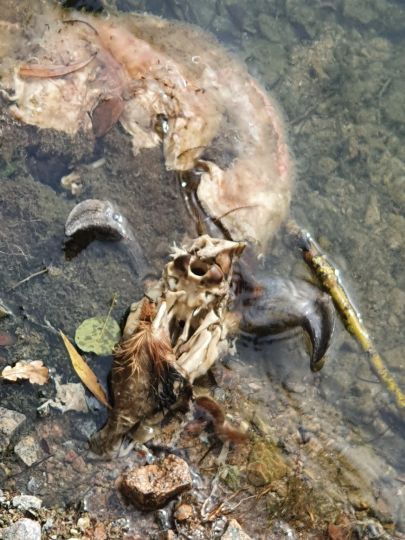 Attinger See (Straubing)-4