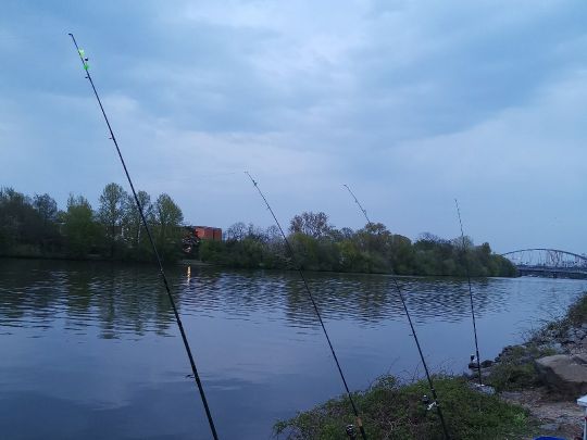 Main (Frankfurt-Griesheim)-1