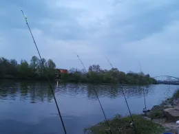 Main (Frankfurt-Griesheim)-1