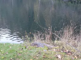 Steinbruch Vogelberg (Kamenz)-1