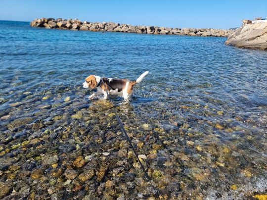 Mittelmeer (Imperia)-4