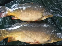 Eider (Süderstapel)-3