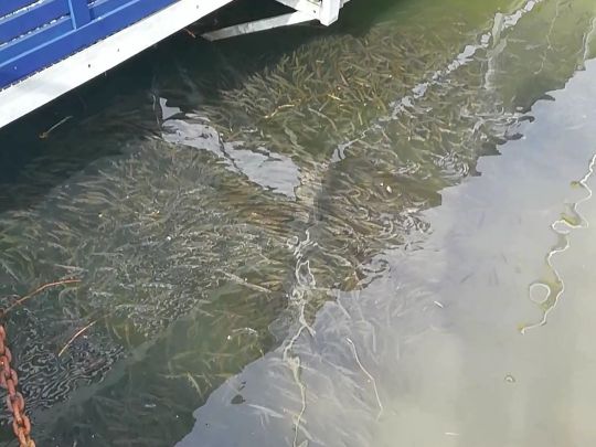 Mosel (Traben-Trarbach)-4