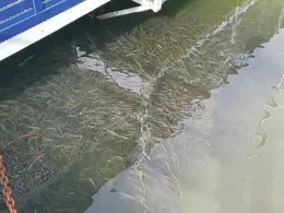 Mosel (Traben-Trarbach)-4