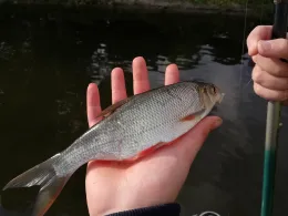 Quenzsee (Brandenburg/Havel)-1