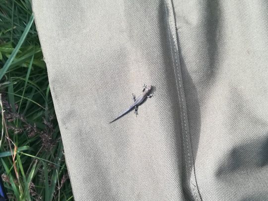 Baggersee Vierraden-1