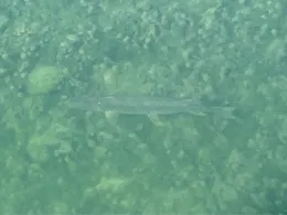 Canal de Neuf-Brisach