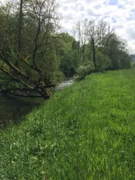 Wenne (Wenholthausen)