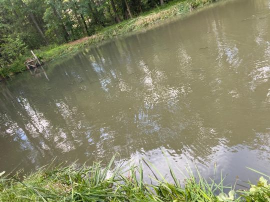 Rotterweiher (Roetgen)