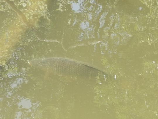 Bärensee (Kaufbeuren)-2