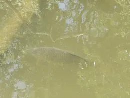 Bärensee (Kaufbeuren)-2