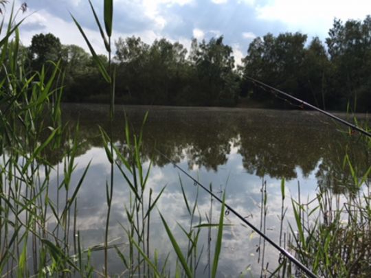 Hakenwerder (Nienburg) angeln