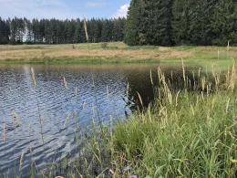 Alter Wasserläuferteich-1