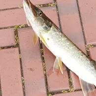 Hauptkanal Papenburg-4