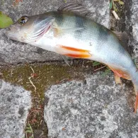 Hauptkanal Papenburg-2