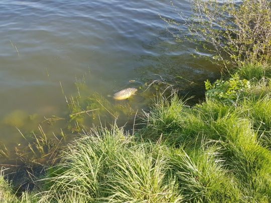 Grünower See (Prenzlau)-2