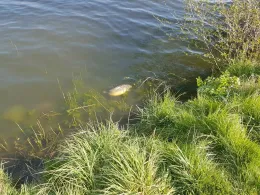 Grünower See (Prenzlau)-2