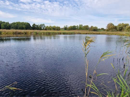 Grünower See (Prenzlau)-4