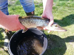 Nieder-Mooser-Teich-3