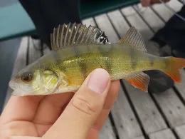 Inselsee (Güstrow)-4