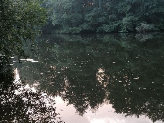 Nollmannsee-4