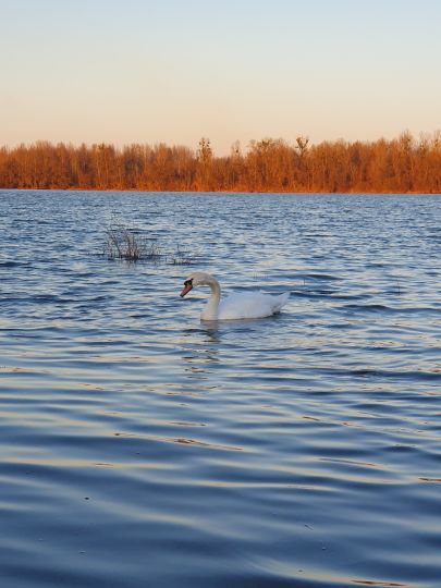 Baggersee Illingen-1