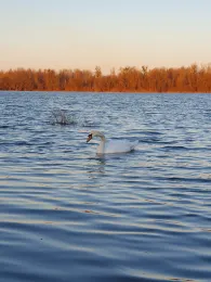 Baggersee Illingen-1