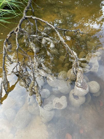 Schwarzer Weiher (Fischerfreunde Mantel)-1