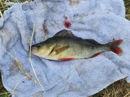 Neue Sorge (Christiansholm)-4