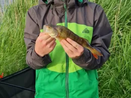 Neue Sorge (Christiansholm)-2