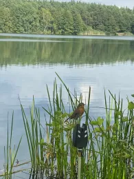 Heeßeler Teiche (Burgdorf)-1