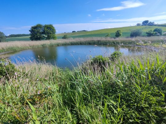 Bibelpfuhl (Ladentin)