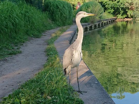 Obersee (Berlin-Hohenschönhausen)-2