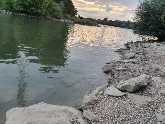 Rhein (Altrip-Rheinau)-2