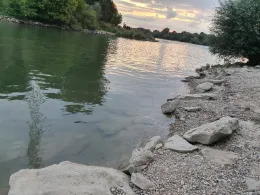 Rhein (Altrip-Rheinau)-2