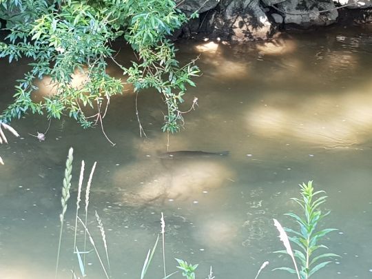 Rotach (Friedrichshafen)-2