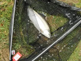 Forellenparadies Korsika