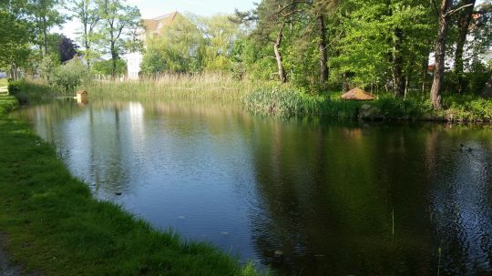 Karpfenteich (Kühlungsborn)-3