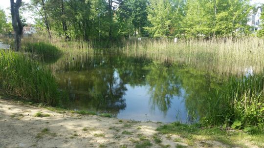 Karpfenteich (Kühlungsborn) angeln