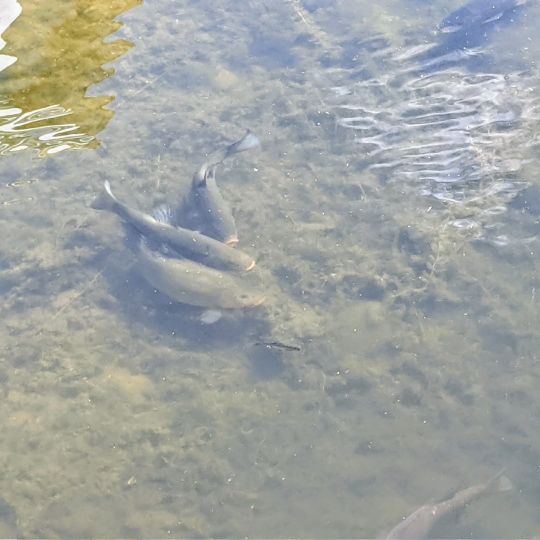 Grienericksee