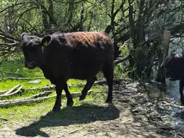 Visvijver Stevensweert-3