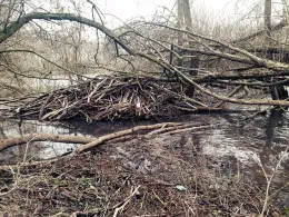 Visvijver Stevensweert-1