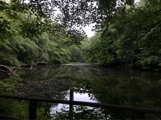 Ilandteich
