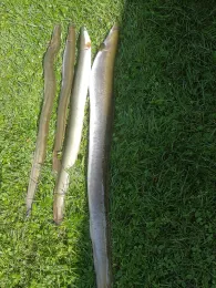 Oste (Großenwörden)