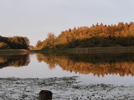 Flacher Ziest ALLE ANGELN